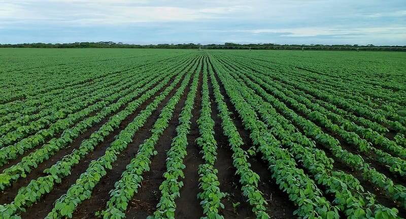 Bioengineering better photosynthesis increases yields in food crops research news by University of Illinois